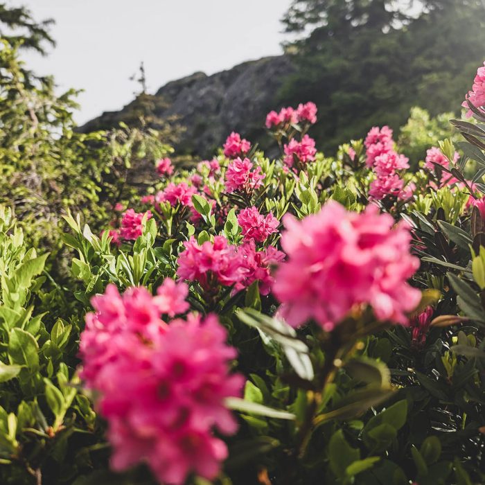 alpenrosen-mood-emotion-grafikatelier-web